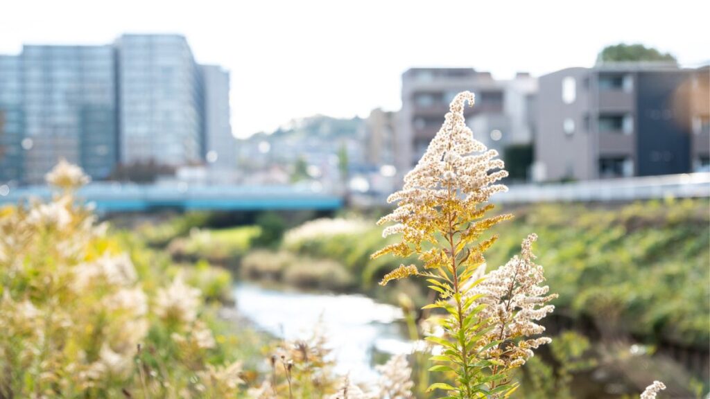 大栗川