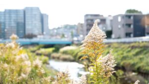 大栗川