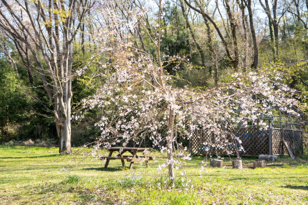 桜ヶ丘公園 