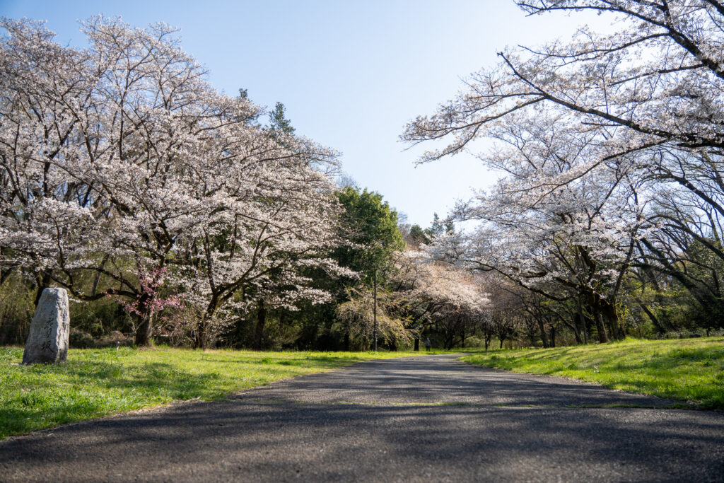 桜ヶ丘公園