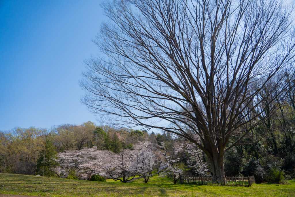 桜ヶ丘公園