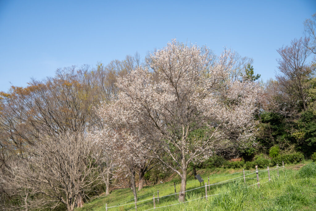 桜ヶ丘公園
