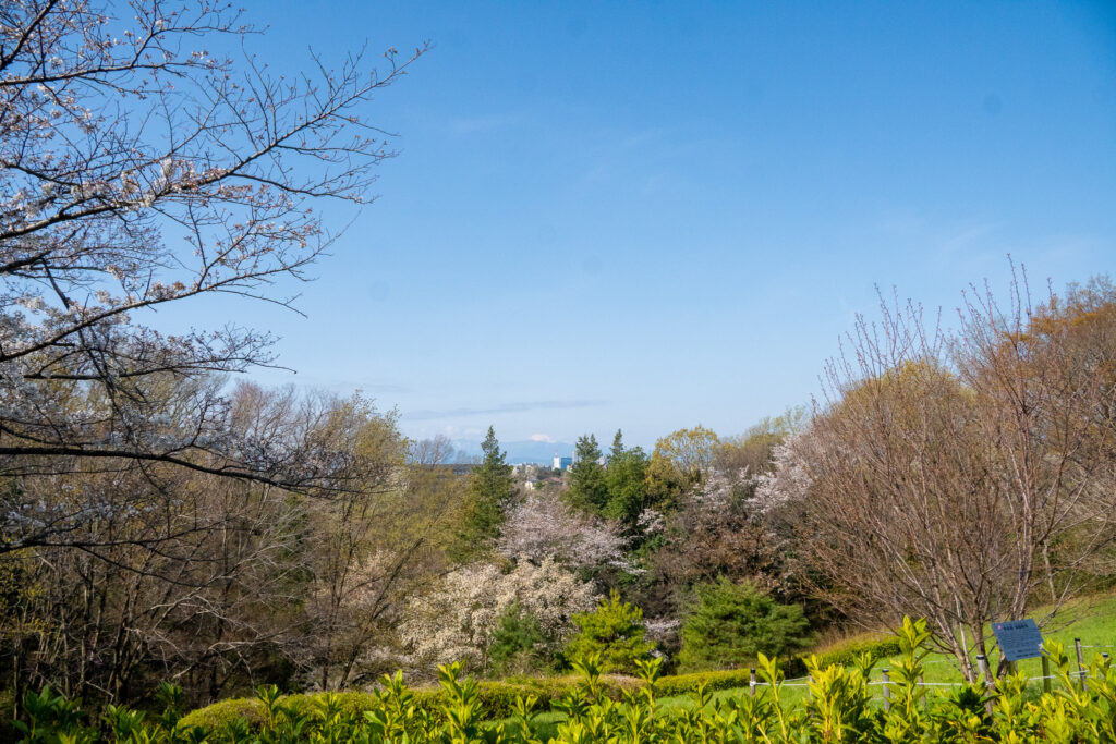 高桑星桜 (宇宙桜)｜桜ヶ丘公園