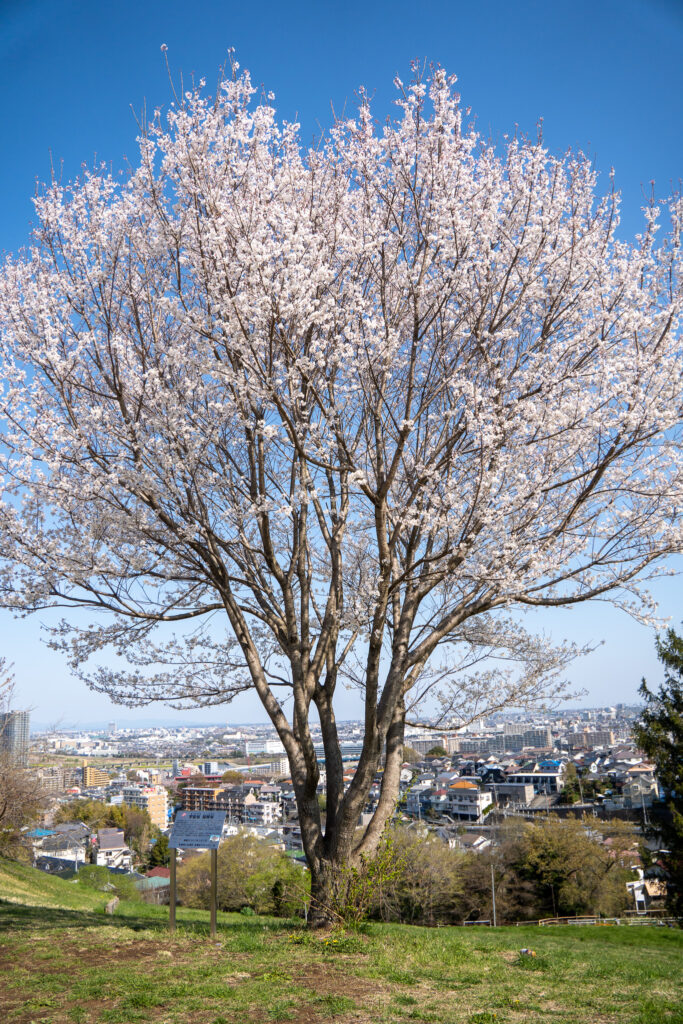 ゆうひの丘｜桜ヶ丘公園