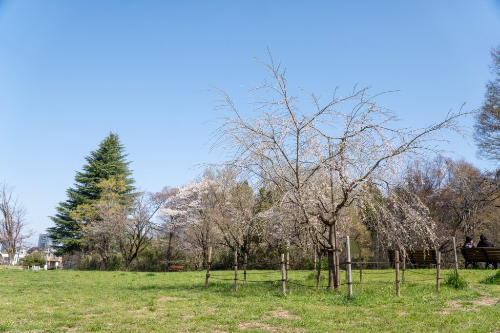 とんぼの広場｜桜ヶ丘公園 