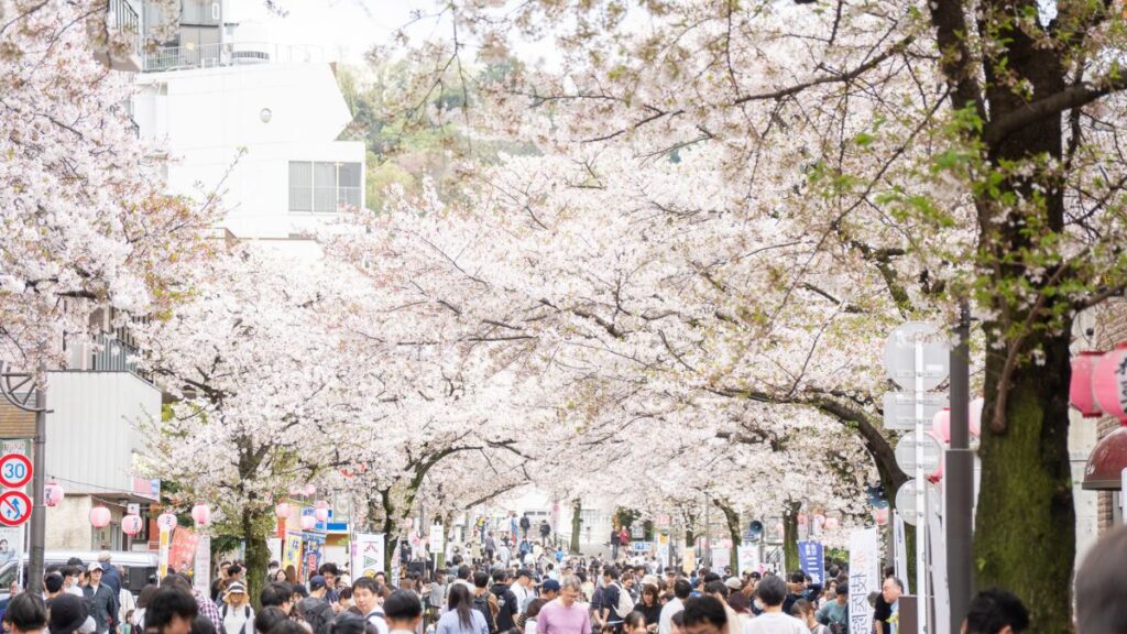 第45回せいせき桜まつり